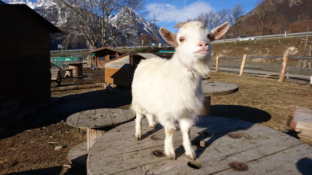 Le refuge « La bouche qui rit », à Martigny, va devoir déménager